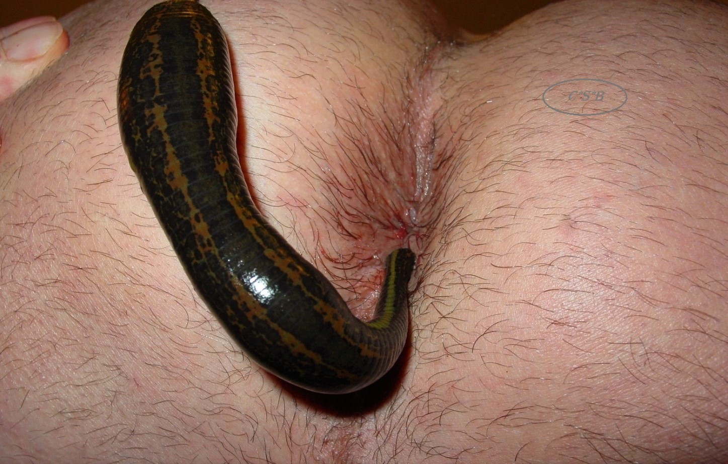 Leech dick porn